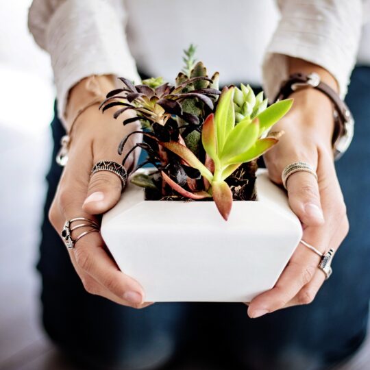 DIY – Succulents
