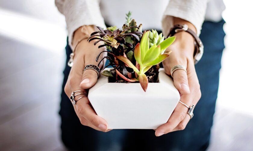 DIY – Succulents