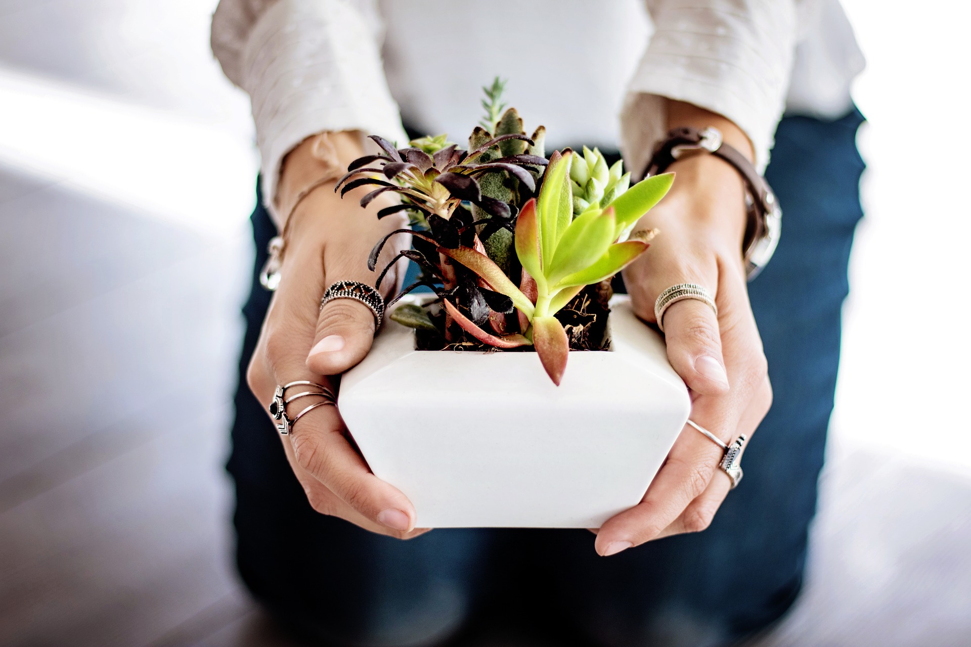 DIY – Succulents
